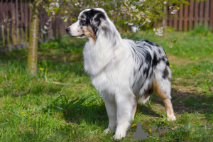 Foto №1. australian shepherd - zum Verkauf in der Stadt Minsk | 938€ | Ankündigung № 135616