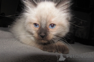 Foto №1. ragdoll-katze - zum Verkauf in der Stadt Charleston | 531€ | Ankündigung № 146694