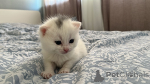 Foto №2 zu Ankündigung № 139327 zu verkaufen britisch kurzhaar - einkaufen Irland quotient 	ankündigung