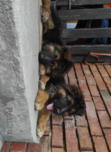 Foto №1. deutscher schäferhund - zum Verkauf in der Stadt Krakau | 800€ | Ankündigung № 52772