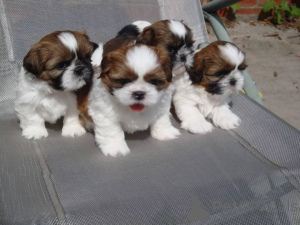 Foto №1. shih tzu - zum Verkauf in der Stadt Frankfurt | verhandelt | Ankündigung № 164707