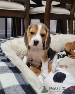 Zusätzliche Fotos: Entzückende Beagle-Welpen zu verkaufen.