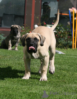 Foto №2 zu Ankündigung № 174799 zu verkaufen dogo canario - einkaufen Lettland züchter