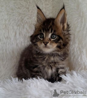 Foto №1. maine-coon-katze - zum Verkauf in der Stadt New York | 284€ | Ankündigung № 110706