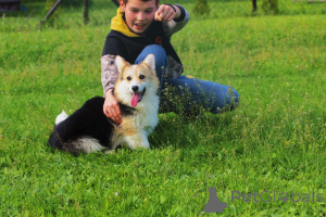 Foto №4. Ich werde verkaufen welsh corgi in der Stadt Bačka Topola. züchter - preis - 15€