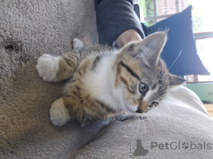 Foto №1. ragamuffin - zum Verkauf in der Stadt Utica | verhandelt | Ankündigung № 156550