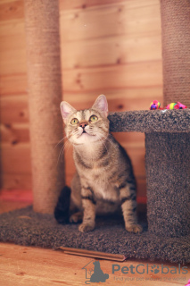 Zusätzliche Fotos: Die liebevolle Katze Melissa sucht ein Zuhause.