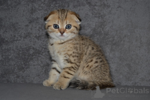 Foto №3. Schottisches Tabby-Kätzchen. Litauen