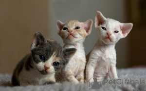 Foto №3. Devon Rex Kätzchen zu verkaufen. Deutschland