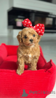 Foto №2 zu Ankündigung № 166817 zu verkaufen pudel (toy) - einkaufen Österreich züchter