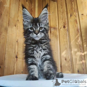 Foto №2 zu Ankündigung № 117294 zu verkaufen maine-coon-katze - einkaufen Schweiz quotient 	ankündigung