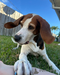 Foto №2 zu Ankündigung № 159191 zu verkaufen otterhund - einkaufen Belgien quotient 	ankündigung
