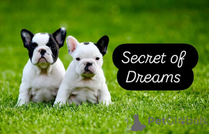 Foto №1. französische bulldogge - zum Verkauf in der Stadt Valeovo | verhandelt | Ankündigung № 160167