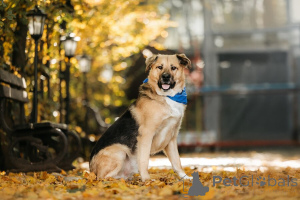 Foto №2 zu Ankündigung № 156697 zu verkaufen mischlingshund - einkaufen Russische Föderation quotient 	ankündigung