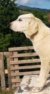 Foto №3. Alabai Zentralasiatischer Schäferhundwelpen. Serbien