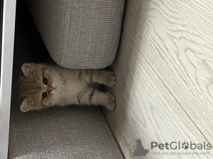 Zusätzliche Fotos: Golden British Shorthair Kitten Rehome