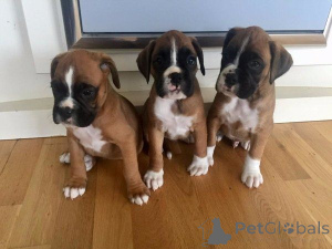 Foto №1. deutscher boxer - zum Verkauf in der Stadt Berlingrod | 450€ | Ankündigung № 169421