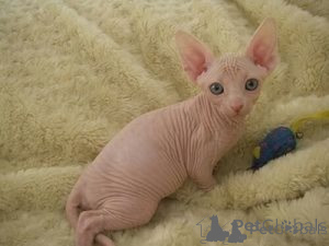 Foto №1. sphynx-katze - zum Verkauf in der Stadt Palma | verhandelt | Ankündigung № 176429