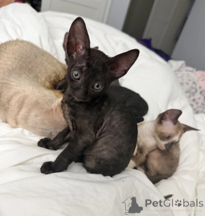 Foto №1. cornish rex - zum Verkauf in der Stadt Neubiberg | 350€ | Ankündigung № 177566