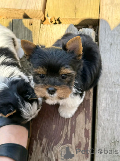 Foto №3. Beaver Yorkshire Terrier Welpen zur Adoption. Deutschland
