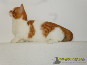 Foto №1. minuet cat kurzhaar - zum Verkauf in der Stadt Москва | 531€ | Ankündigung № 23934