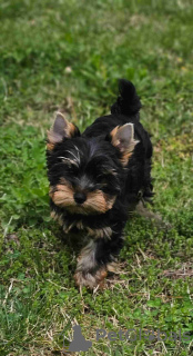 Foto №2 zu Ankündigung № 109098 zu verkaufen yorkshire terrier - einkaufen Deutschland quotient 	ankündigung, züchter