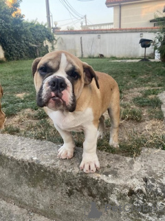 Foto №4. Ich werde verkaufen englische bulldogge in der Stadt Belgrad. züchter - preis - verhandelt