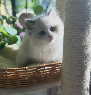 Foto №2 zu Ankündigung № 170000 zu verkaufen ragdoll-katze - einkaufen Deutschland züchter