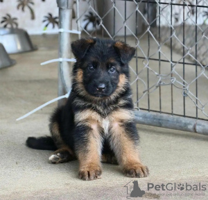 Foto №1. deutscher schäferhund - zum Verkauf in der Stadt Warschau | 757€ | Ankündigung № 63318