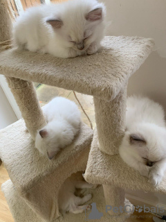 Foto №1.  - zum Verkauf in der Stadt Bern | 510€ | Ankündigung № 132165