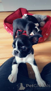 Foto №3. Boston Terrier Welpen. Polen