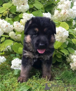 Foto №4. Ich werde verkaufen deutscher schäferhund in der Stadt Berlin. quotient 	ankündigung, züchter - preis - 1000€