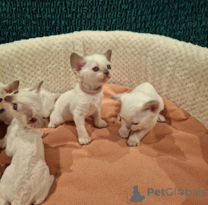 Foto №1. devon rex - zum Verkauf in der Stadt Neurppin | 450€ | Ankündigung № 178442