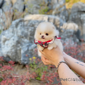 Foto №4. Ich werde verkaufen  in der Stadt Atlanta.  - preis - verhandelt