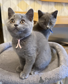 Foto №1. britisch kurzhaar - zum Verkauf in der Stadt Paris | 3€ | Ankündigung № 156144