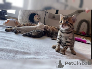 Foto №1. birma-katze - zum Verkauf in der Stadt Affalterbach | 350€ | Ankündigung № 147304