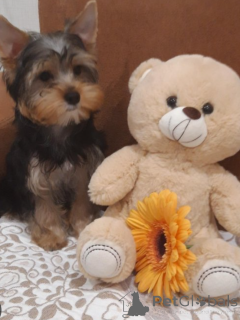 Foto №1. yorkshire terrier - zum Verkauf in der Stadt Wrocław | 200€ | Ankündigung № 139018