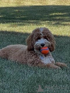 Foto №2 zu Ankündigung № 157219 zu verkaufen labradoodle - einkaufen Finnland quotient 	ankündigung