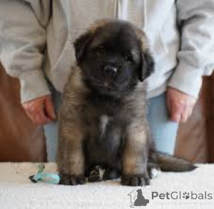 Foto №2 zu Ankündigung № 163873 zu verkaufen leonberger - einkaufen Niederlande quotient 	ankündigung, züchter