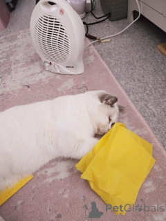 Foto №4. Ich werde verkaufen britisch kurzhaar in der Stadt Badenheim.  - preis - 230€