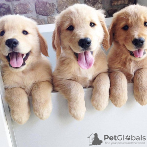 Foto №4. Ich werde verkaufen golden retriever in der Stadt Imatra. quotient 	ankündigung - preis - 400€