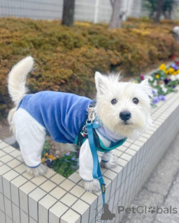 Foto №2 zu Ankündigung № 144432 zu verkaufen west highland white terrier - einkaufen Großbritannien züchter