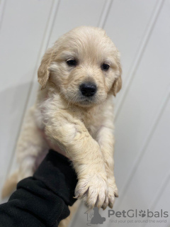 Zusätzliche Fotos: Entzückende Golden Retriever-Welpen, die bereit sind, kostenlos in ihr neues und