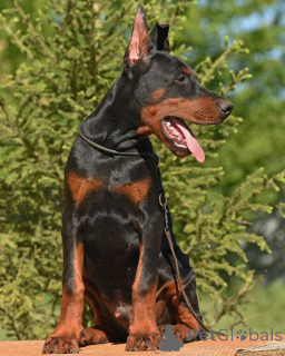 Foto №2 zu Ankündigung № 147984 zu verkaufen mischlingshund - einkaufen Schweden quotient 	ankündigung