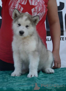 Foto №1. alaskan malamute - zum Verkauf in der Stadt Uzdin | verhandelt | Ankündigung № 105071