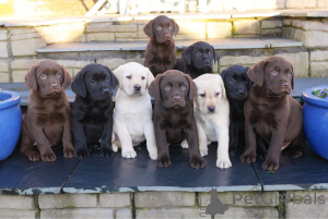Foto №2 zu Ankündigung № 163073 zu verkaufen labrador retriever - einkaufen Polen 