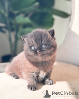 Foto №3. Britisch Kurzhaar Zurvermmittung. Deutschland