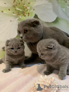 Foto №3. Gesunde, zu Hause ausgebildete Scottish Fold-Kätzchen stehen jetzt zum Verkauf. Deutschland