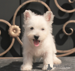 Zusätzliche Fotos: West Highland White Terrier Welpe weiblich