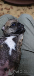 Foto №3. Ich verkaufe Chihua Welpe (Junge). Russische Föderation